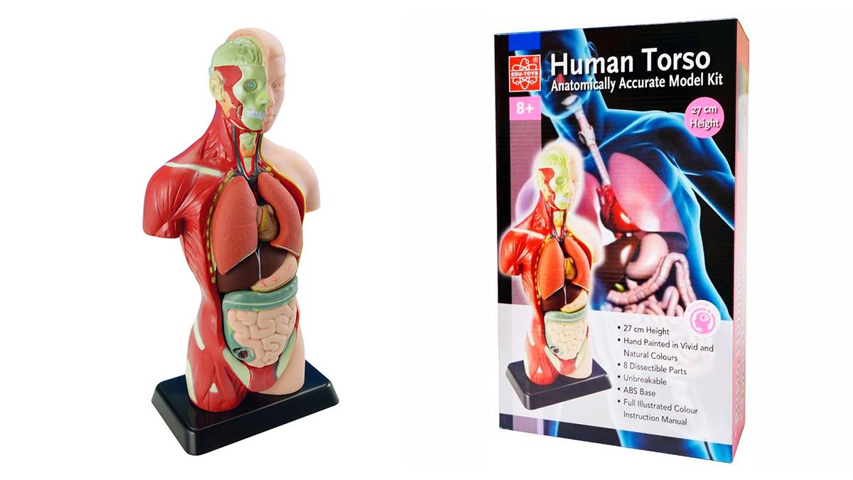 Анатомическая модель человека Edu-Toys сборная 27 см (MK027)