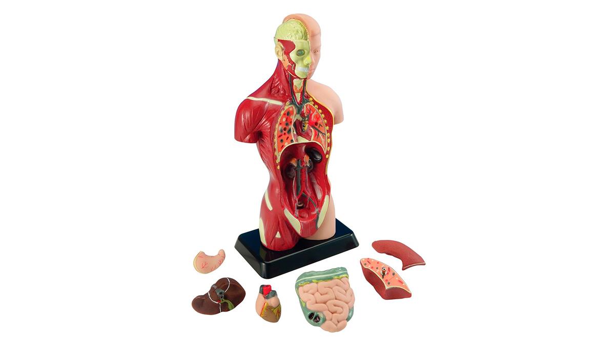 Анатомическая модель человека Edu-Toys сборная 27 см (MK027)