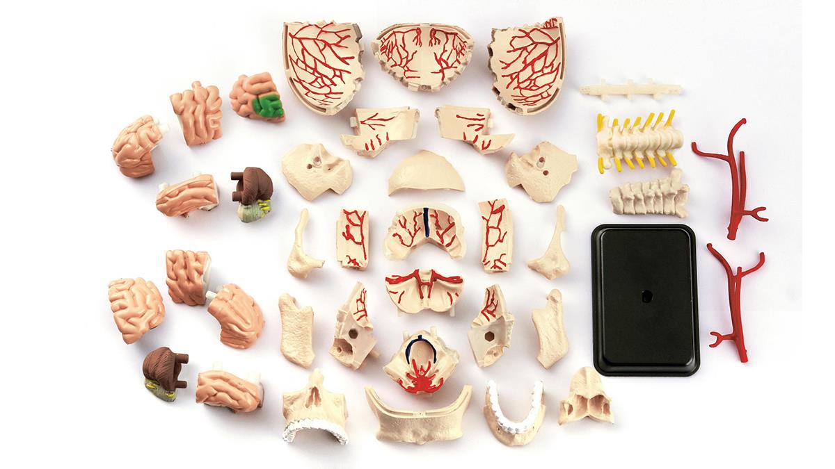 Модель черепа с нервами  Edu-Toys сборная 9 см (SK010)