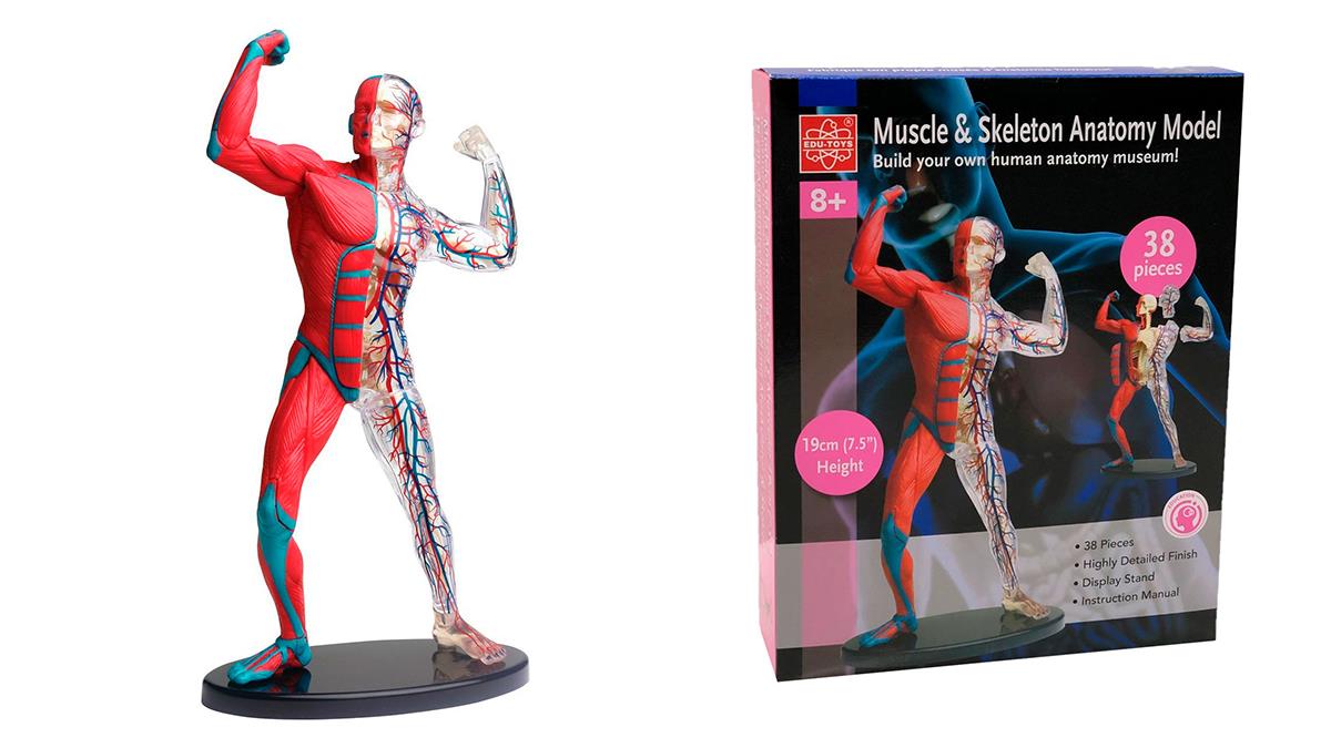 Модель мышц и скелета человека Edu-Toys сборная 19 см (SK056)
