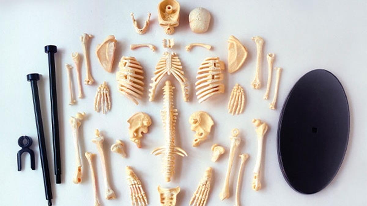 Модель скелета человека Edu-Toys сборная 24 см (SK057)