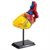 Модель сердца человека Edu-Toys сборная 14 см (SK009)