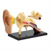 Модель анатомія вуха Edu-Toys збірна 7,7 см (SK012)