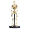 Модель скелета людини Edu-Toys збірна 24 см (SK057)