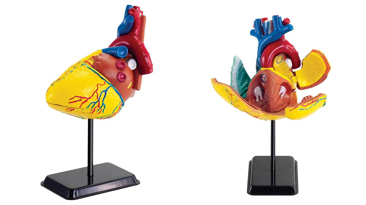 Модель серця людини Edu-Toys збірна, 14 см (SK009)