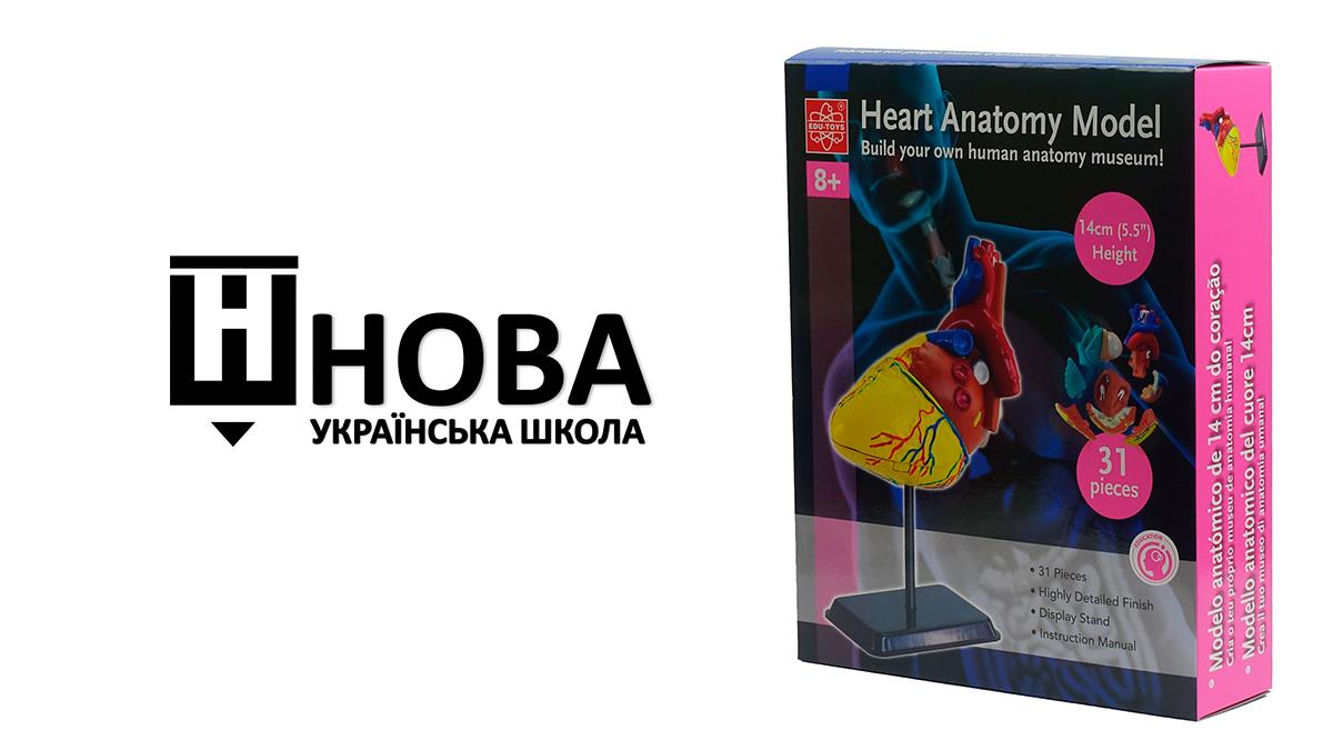 Модель серця людини Edu-Toys збірна, 14 см (SK009)