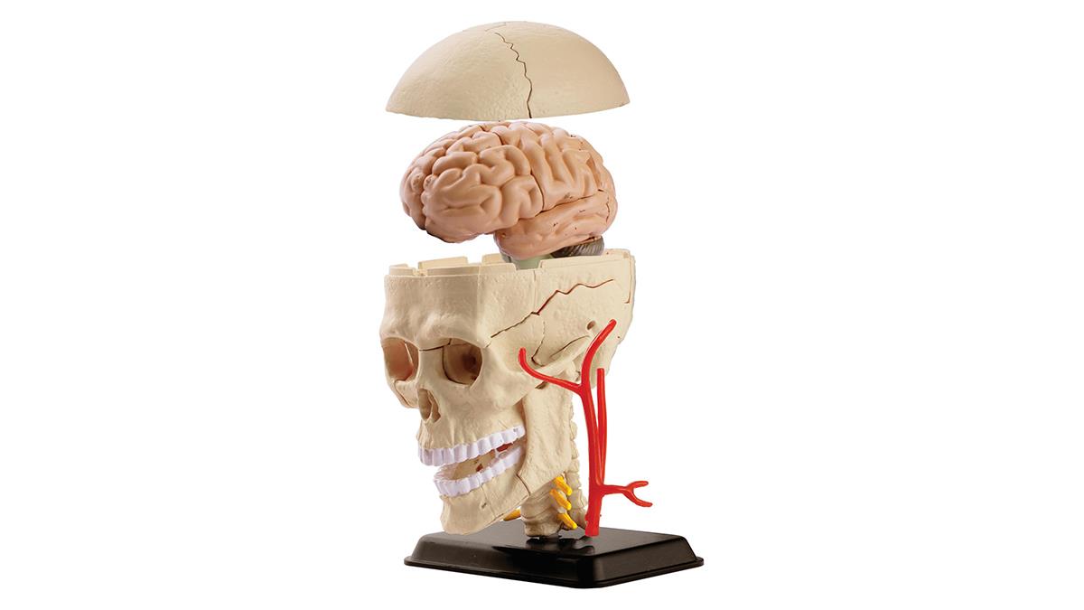 Модель черепа з нервами Edu-Toys збірна, 9 см (SK010)