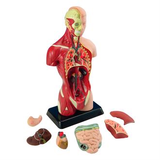 Анатомическая модель человека Edu-Toys сборная, 27 см (MK027)