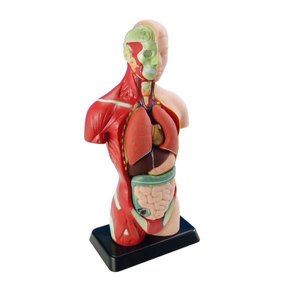 Анатомічна модель людини Edu-Toys збірна, 27 см (MK027) - зображення 3