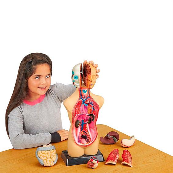 Анатомічна модель людини Edu-Toys збірна, 27 см (MK027) - зображення 4