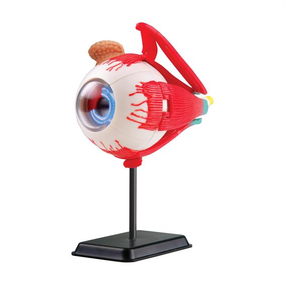 Модель очного яблука Edu-Toys збірна, 14 см (SK007) - зображення 3