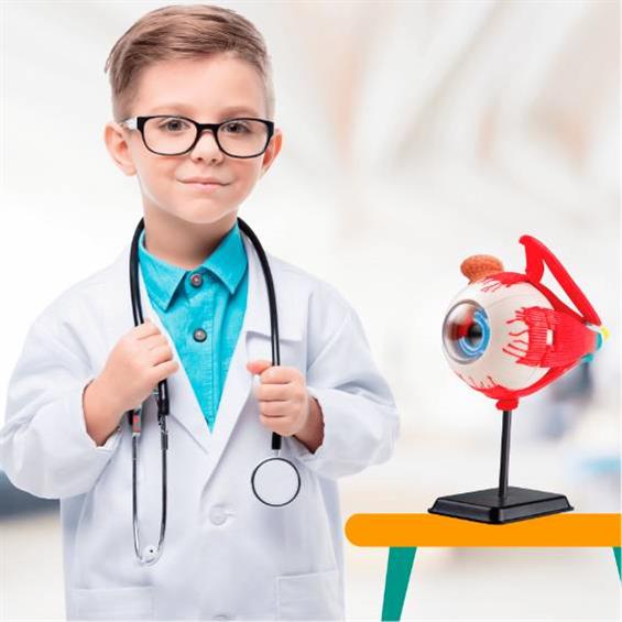 Модель очного яблука Edu-Toys збірна, 14 см (SK007) - зображення 7