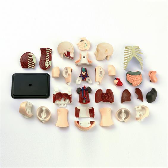 Модель тулуба людини Edu-Toys збірна, 12,7 см (SK008) - зображення 4