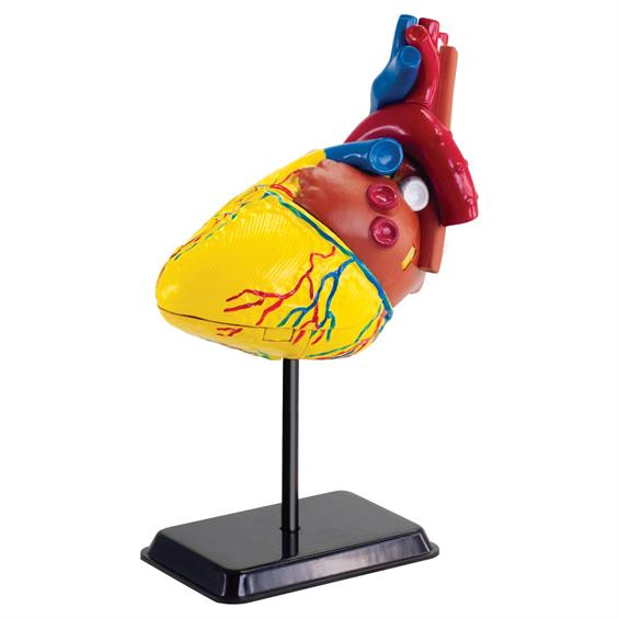 Модель серця людини Edu-Toys збірна, 14 см (SK009) - зображення 1