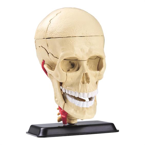 Модель черепа з нервами Edu-Toys збірна, 9 см (SK010) - зображення 3