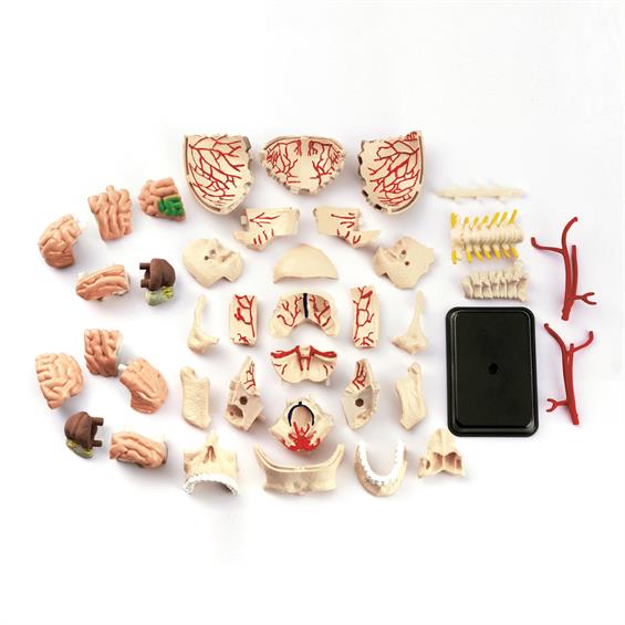 Модель черепа з нервами Edu-Toys збірна, 9 см (SK010) - зображення 4