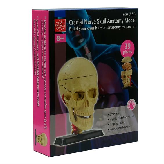 Модель черепа з нервами Edu-Toys збірна, 9 см (SK010) - зображення 5