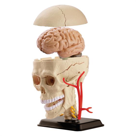 Модель черепа з нервами Edu-Toys збірна, 9 см (SK010) - зображення 1