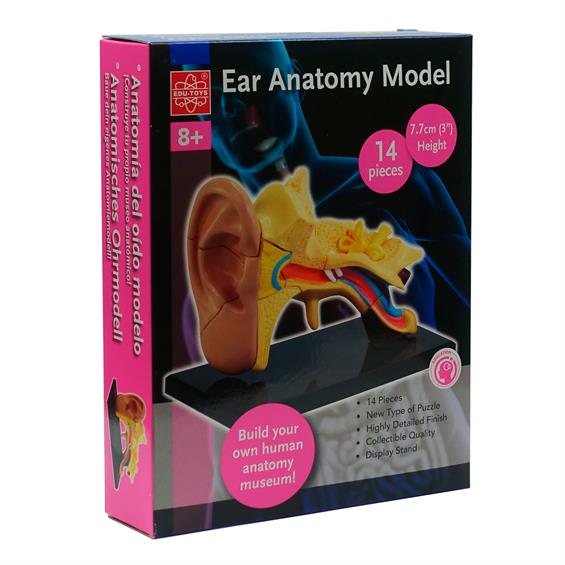Модель анатомія вуха Edu-Toys збірна, 7,7 см (SK012) - зображення 5