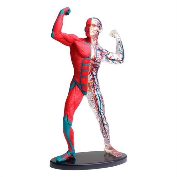 Модель м'язів і скелета людини Edu-Toys збірна, 19 см (SK056) - зображення 1
