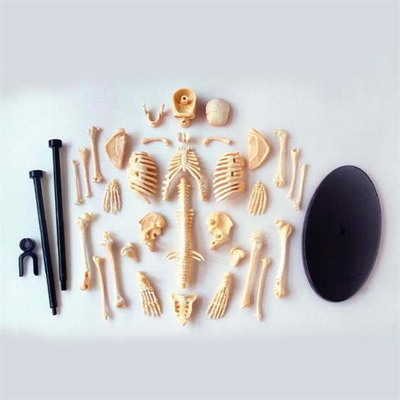 Модель кістяка людини Edu-Toys збірна, 24 см (SK057) - зображення 3