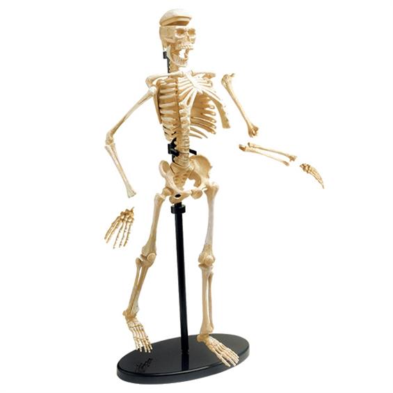 Модель кістяка людини Edu-Toys збірна, 24 см (SK057) - зображення 4