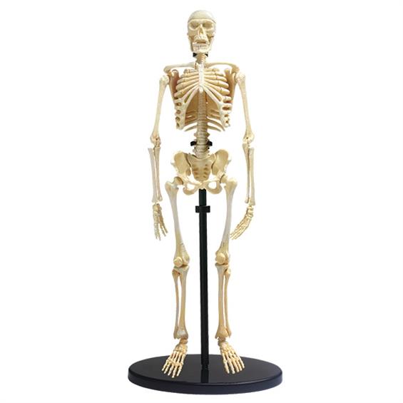 Модель кістяка людини Edu-Toys збірна, 24 см (SK057) - зображення 1