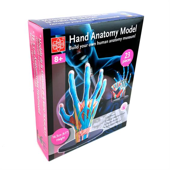 Модель руки Edu-Toys збірна, 16,5 см (SK058) - зображення 2