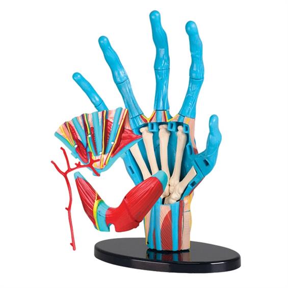 Модель руки Edu-Toys збірна, 16,5 см (SK058) - зображення 3