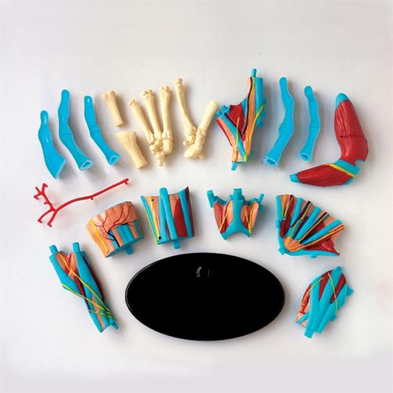 Модель руки Edu-Toys збірна, 16,5 см (SK058) - зображення 4